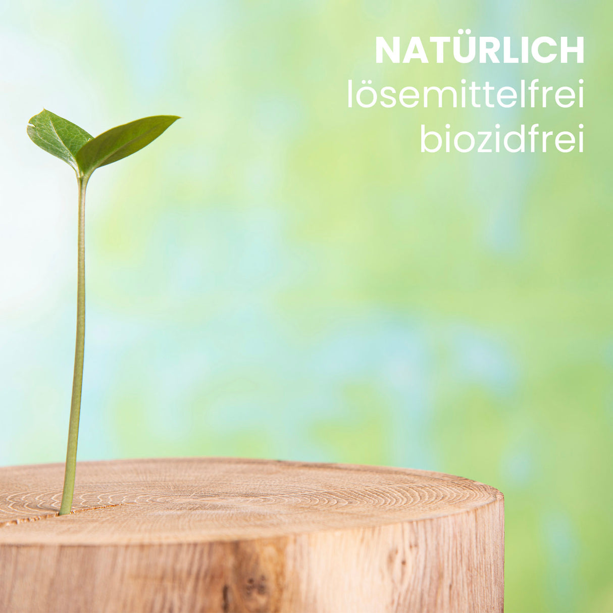 Pflanzenspross auf Holzstumpf.